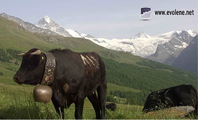 rencontre livre montagne arolla