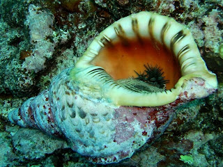 ボラボラ便り 16日 お口についてるわよん