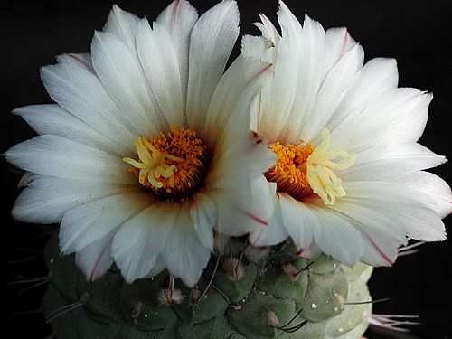 [cactus-194[1].jpg]