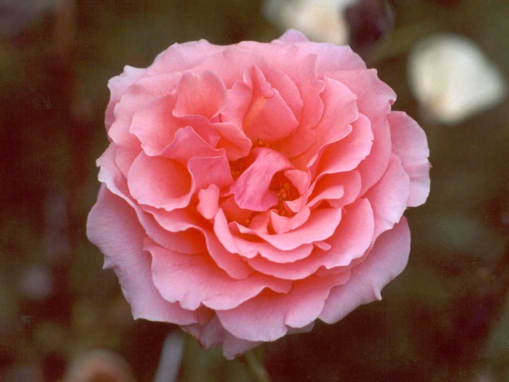 [pink-rose-flower.jpg]