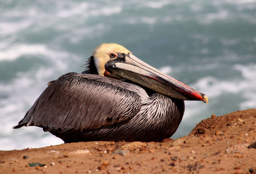 [Brown+Pelican2.JPG]