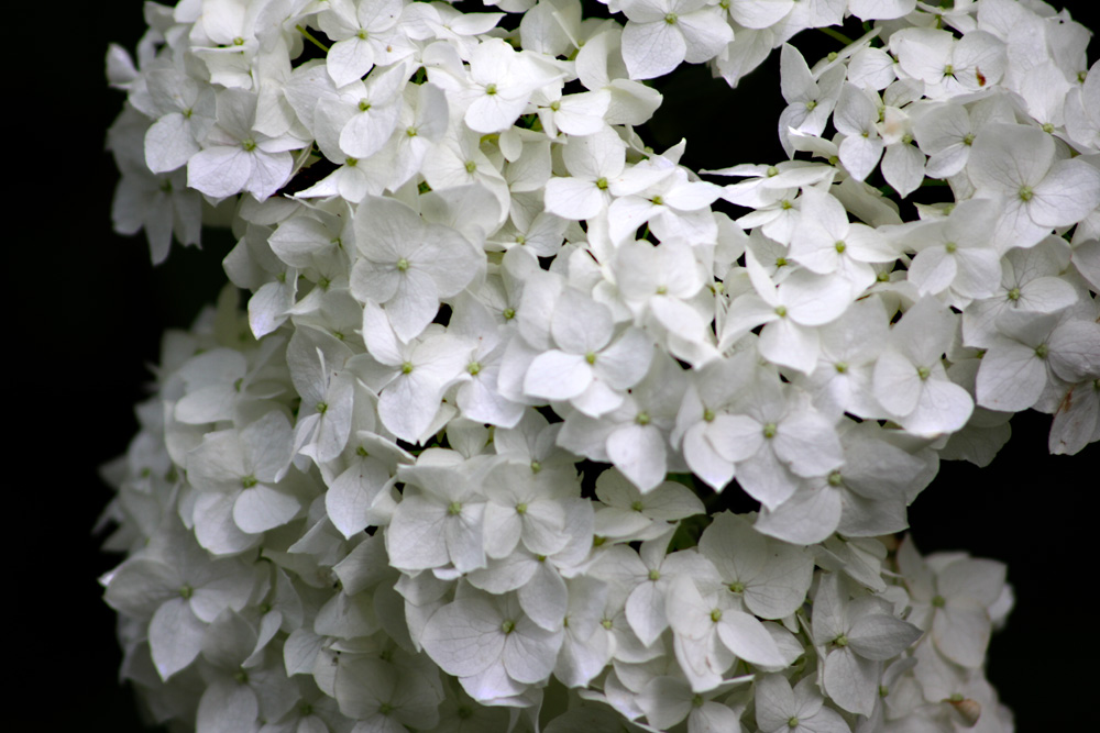 [Blog+Hydrangea.jpg]