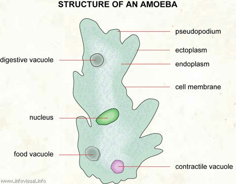 Contoh Gambar Amuba dan artikel tentang amoeba | Misterlifes, AV Anti
