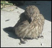 [fluffy.jpg]