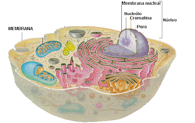 la celula caracteristicas