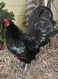 Our Rooster