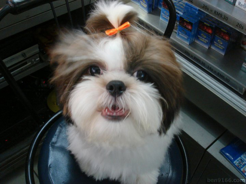shih tzu hair styles for females haircuts for shih tzu dogs hairstylegalleries shih tzu hair styles for females haircuts for shih tzu dogs hairstylegalleries