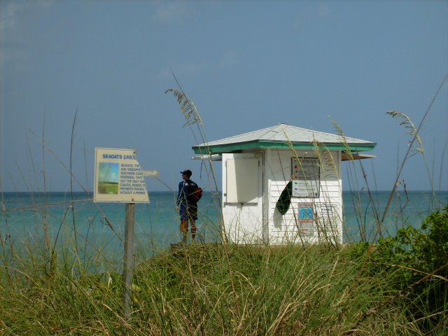 Broken Latin in Hallandale Beach, FL -Seaoats Broken Latin in Hallandale Beach, FL -Seaoats
