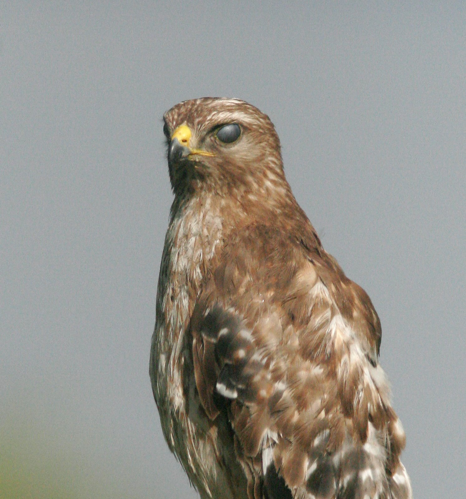 [hawk080504a.jpg]