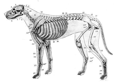 The B.A.R.F. Blog: Does Your Dog Have Seizures? Read This!