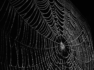 A photo of a spider web
