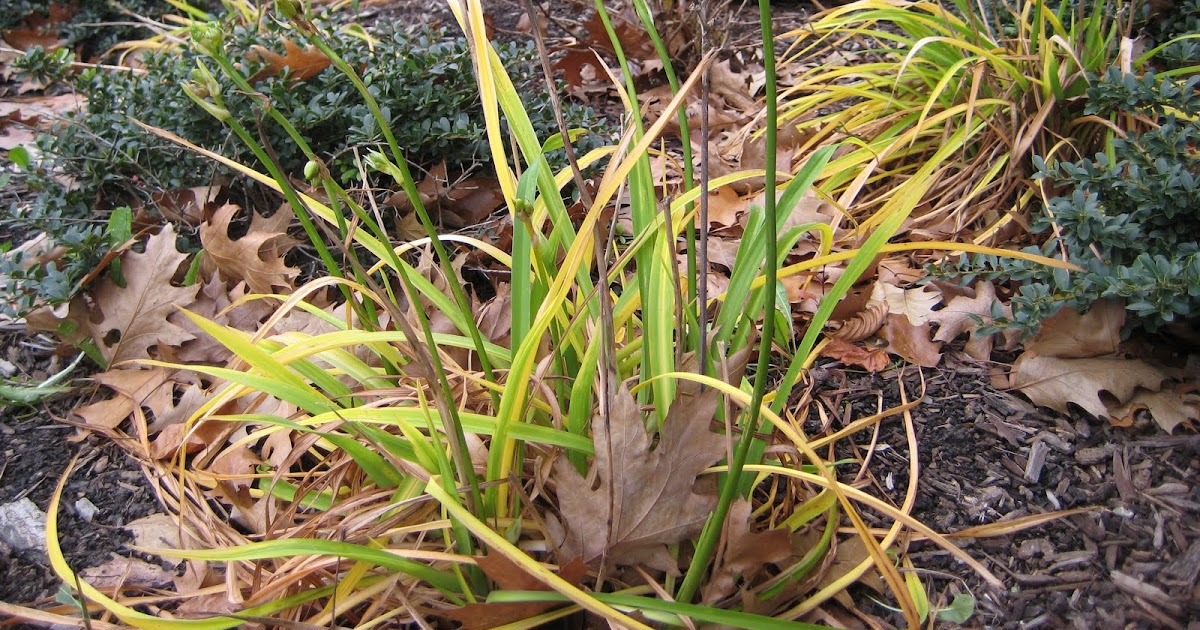 The Scientist Gardener Vernalization FAIL