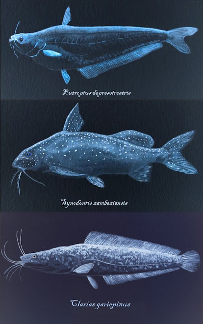 Freshwater fish of South Africa.
