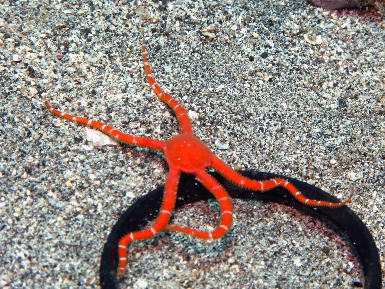 ISLAND TIME DIVERS Ruby Brittle Star