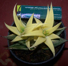 Haworthia Limifolia Variegata