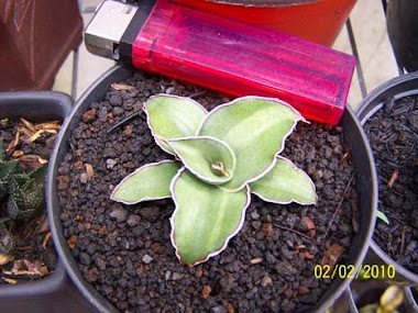 sansevieria robusta variegata