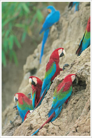 Macaws+in+the+rainforest