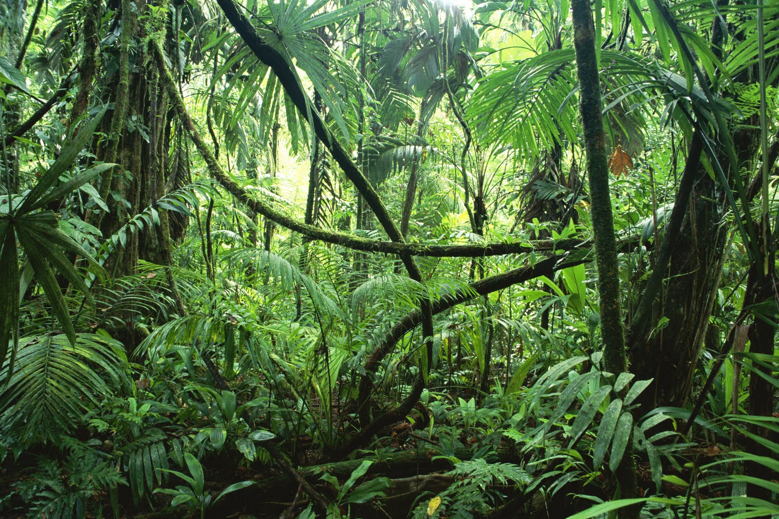 [Jungle.jpg]