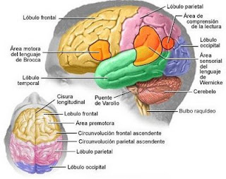 Mapa del cerebro