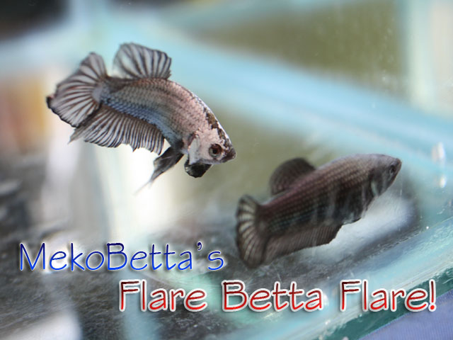 Breeding Betta fish