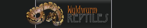 Wyldwurm Reptiles