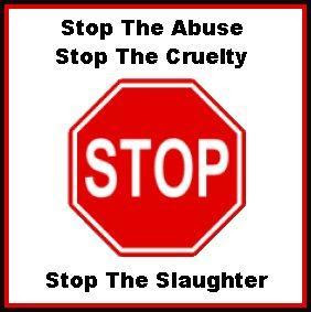 stop-animal-abuse.jpg