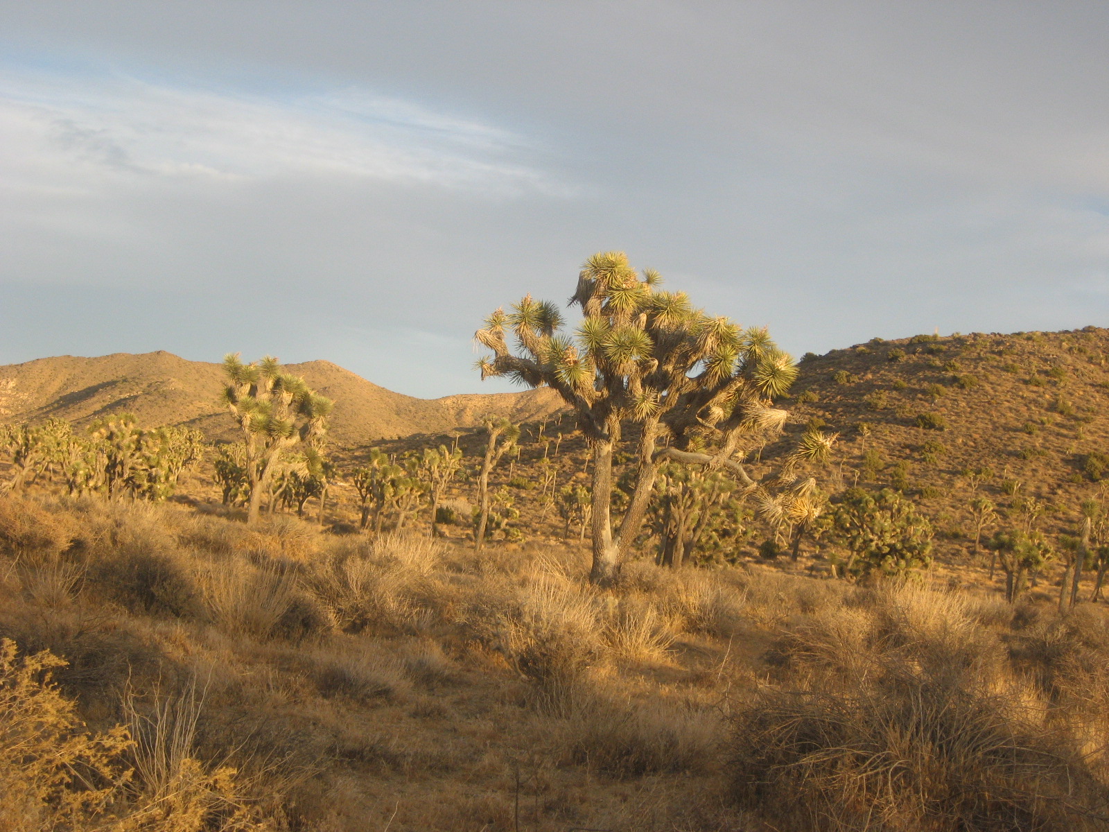 The Schramm Journey Joshua Tree National Park November 28