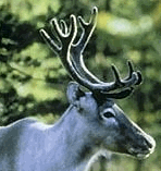 [1.+elävän+poron+sarvet.gif]