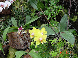 Basket Orchids