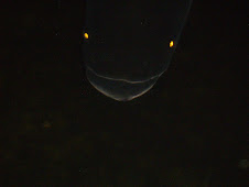 "EYES" of a giant pet pond fish at night.REAL SCARY!
