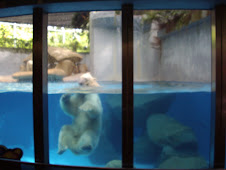 "Inuka" the polar bear in Singapore Zoo.