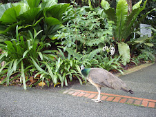 Peacocks roaming amidst the lush zoo pathways along with visitors at Singapore Zoo.