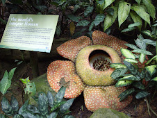 World's largest flower at Singapore Zoo(23-10-2007)
