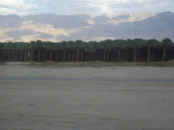 "Greening of the desert"- Date Palm cultivation in Israel.