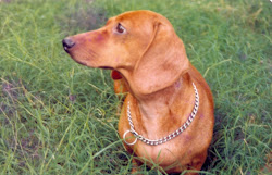 "LUCKY", the once in a lifetime prize winning dachshund.