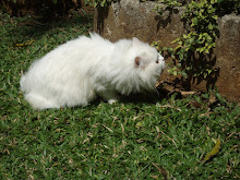 Kitten Matahari in the garden.(Notice her dense white  "Kitten fur coat")29-2-2008