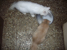 "Queen cat Matahari" and her kitten "Matata" sharing the plate.(Tuesday 5-8-2009)
