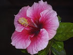 "Hibiscus Rosasinesis" grown in "Rudolph Cottage" in Bangalore.