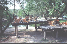 A pride of Tigers at the "Safari World" in Bangkok.