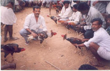Pairing of the "Fighter Cocks" In Kalkare village of Bangalore before a fight.(Bangalore 24-6-2001)
