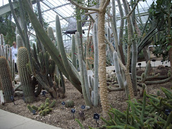 Cactii enclosure in "Kew Gardens"(Saturday 29-5-2010).