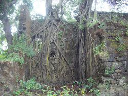 Forest reclaiming the "Bassein Fort" remains.