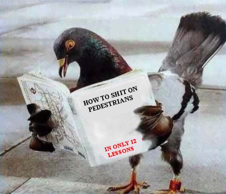 [01-Pigeon.jpg]