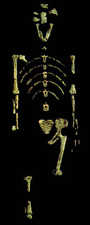 Esqueleto fóssil do Australopithecus afarensis Lucy