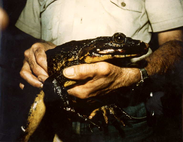 life journal Largest Frog