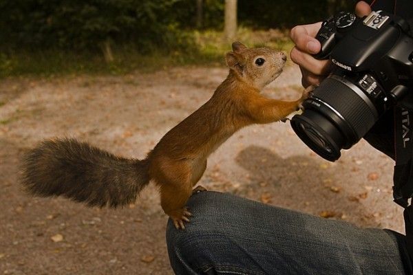 [animals_and_cameras_24.jpg]