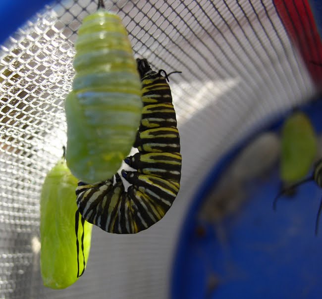 Monarch+caterpillar+cocoon Cartoon Caterpillar Cocoon. Monarch+caterpillar+cocoon