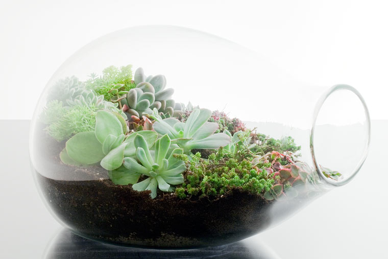 حديقة زجاجية مصغرة من صنعك Terrarium_botany+factory