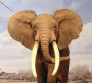 elefante......