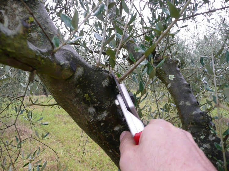 Olive tree pruning